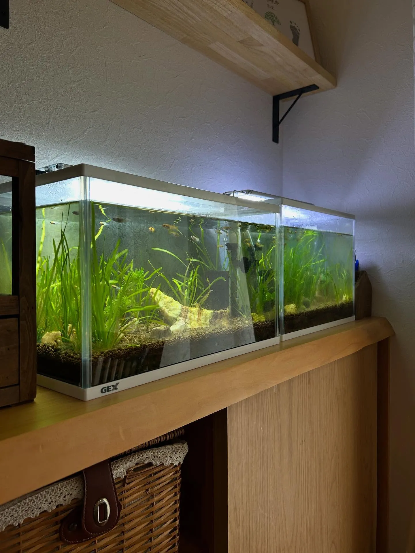 新設、メダカの学校🏫🐟