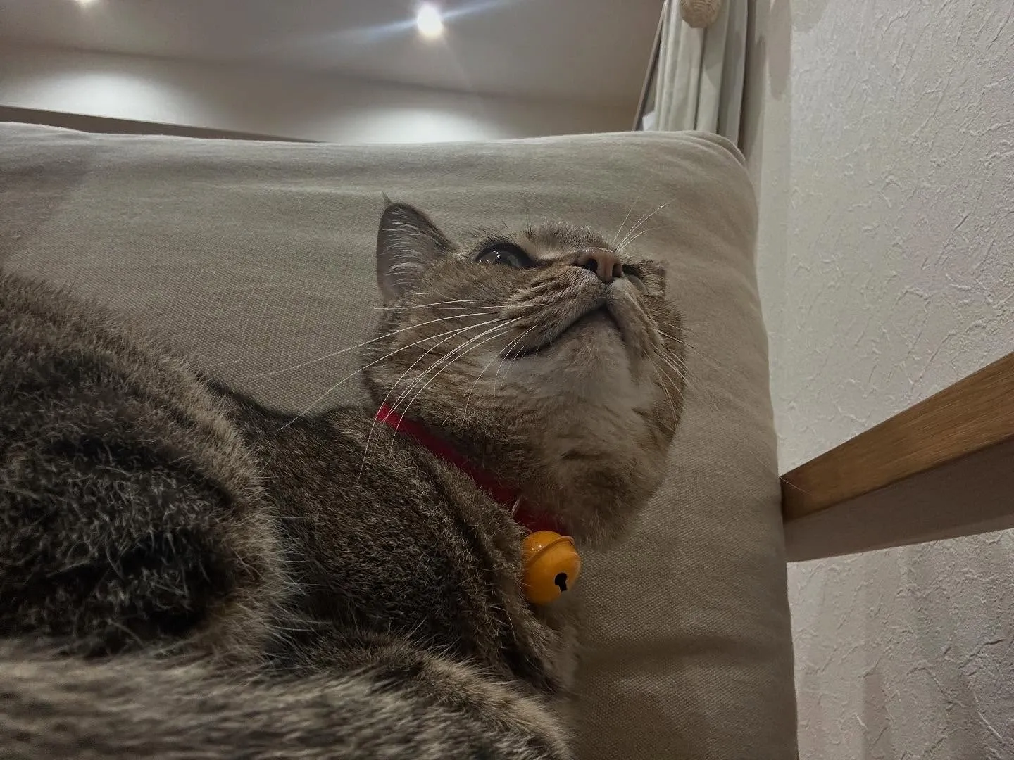 本日はお休みになります😊