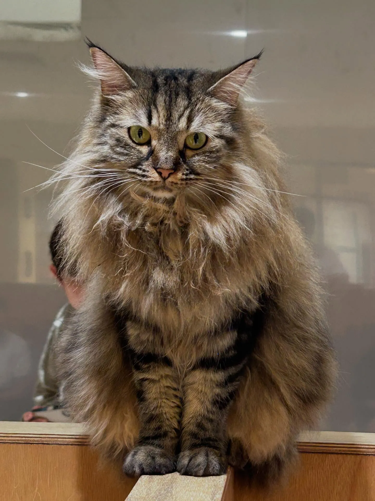 臨時休業🙏