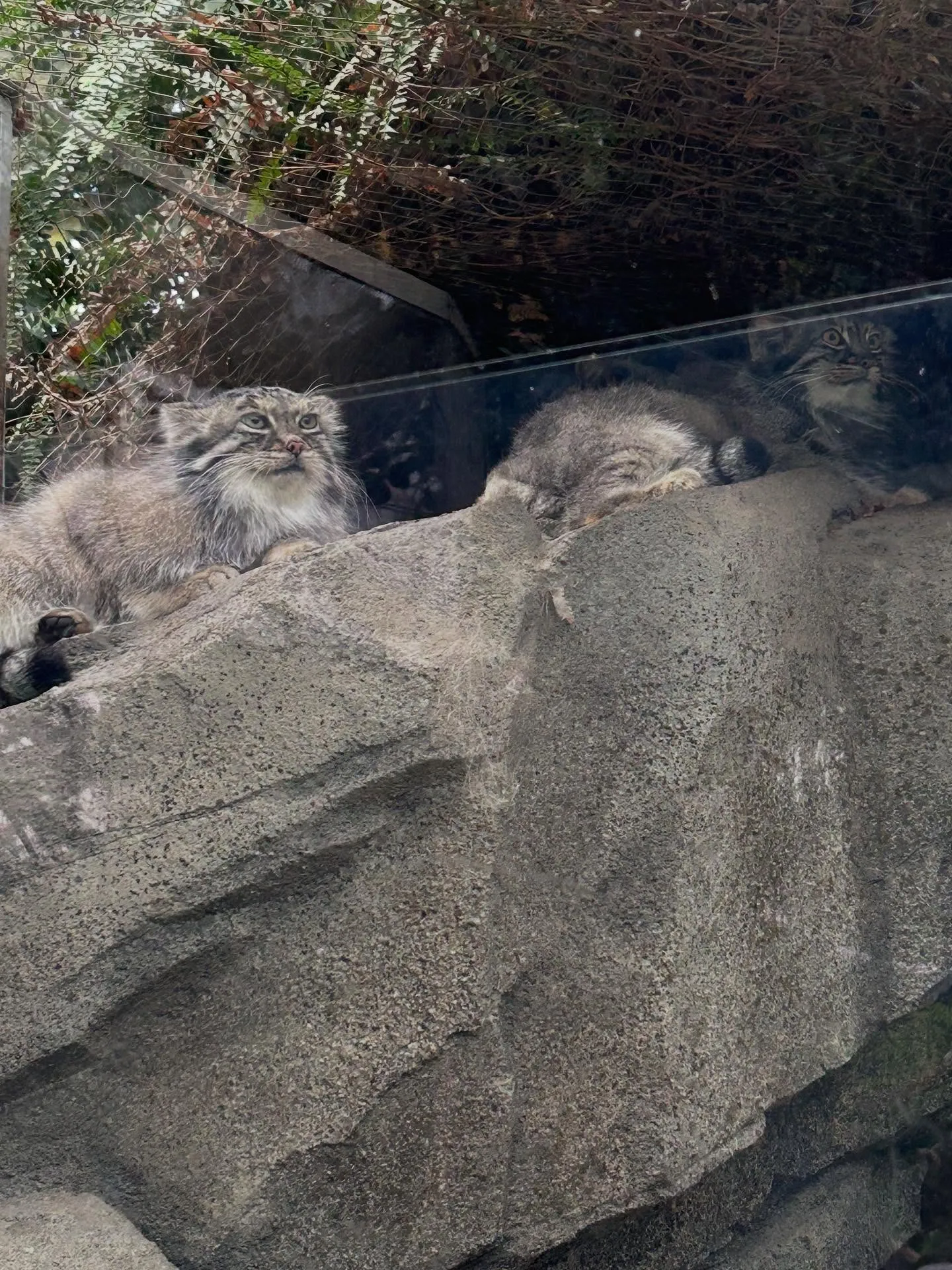 神戸どうぶつ王国😺