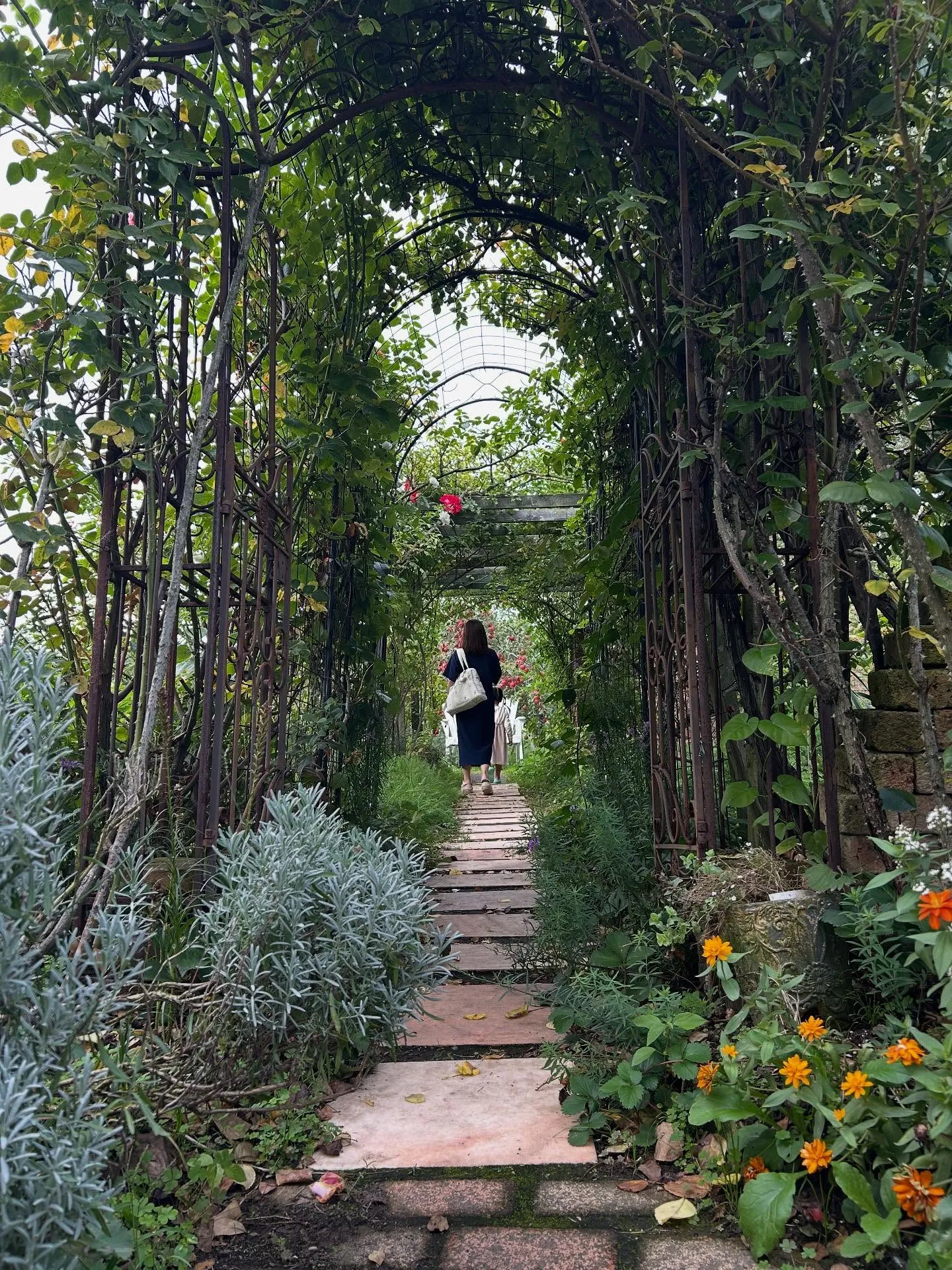 りんごもぎ体験🍎