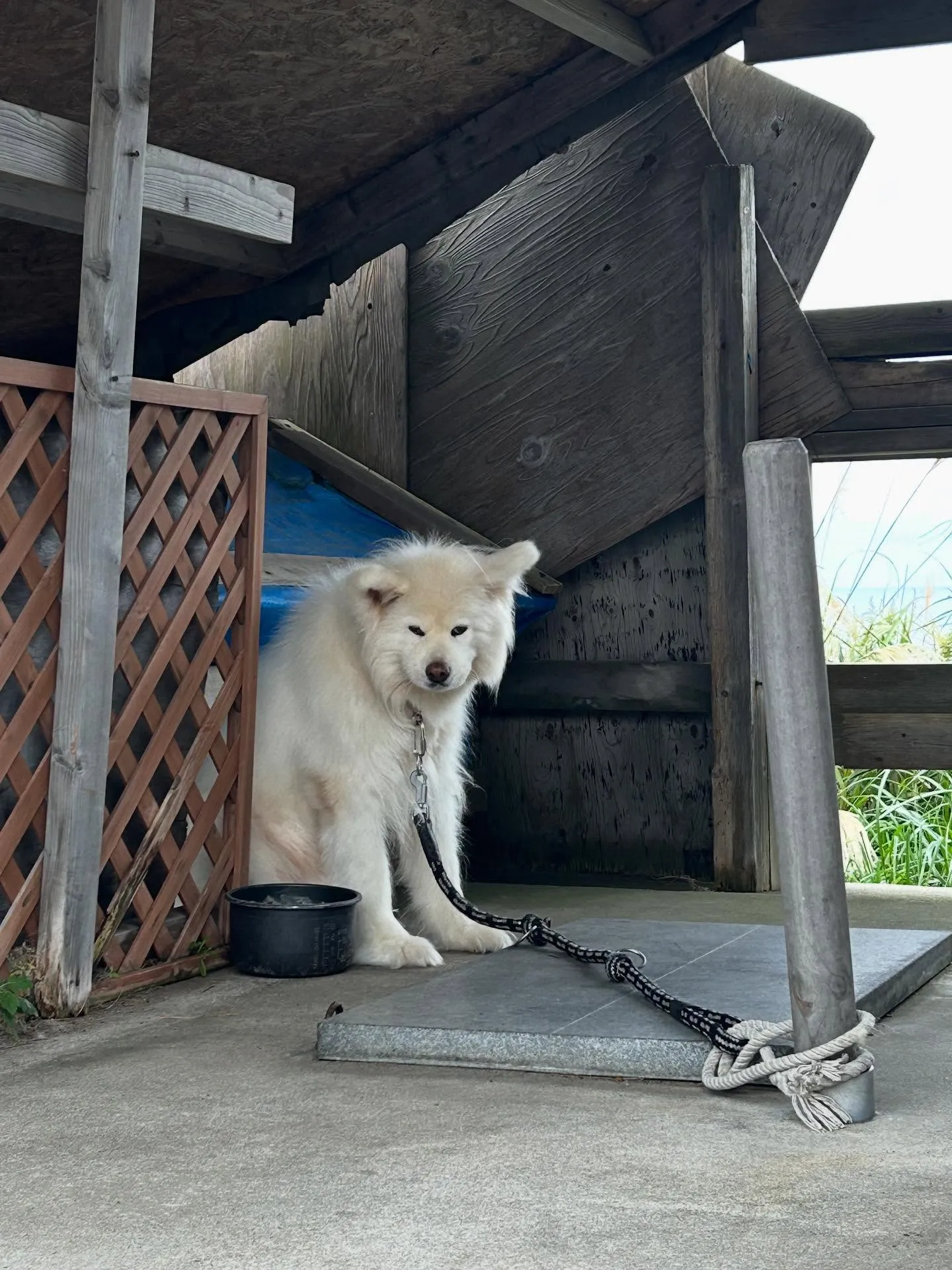 りんごもぎ体験🍎
