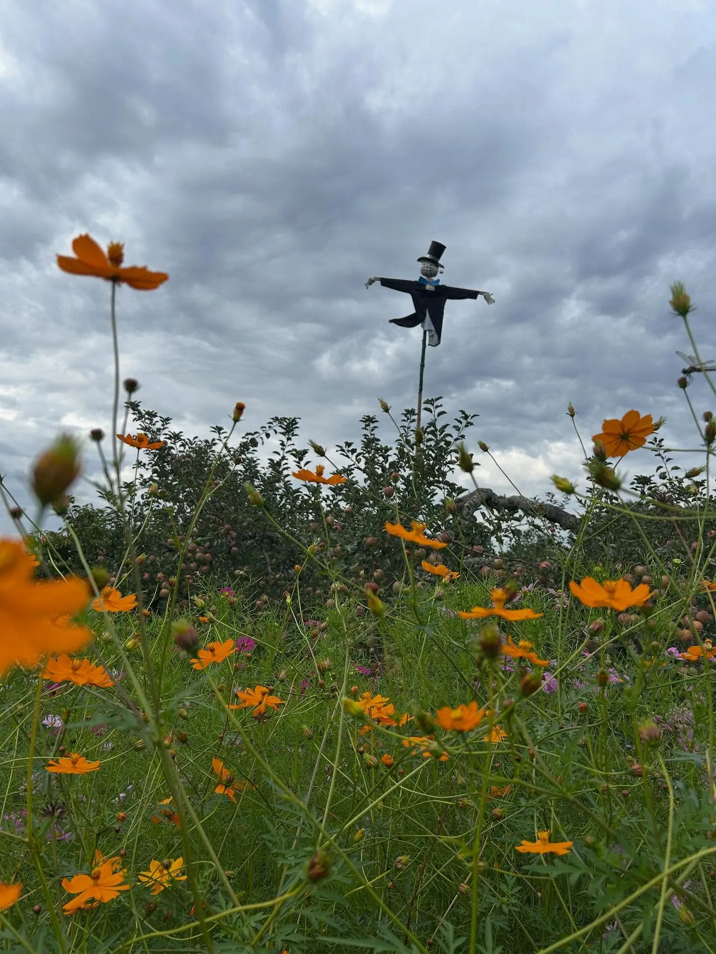 りんごもぎ体験🍎