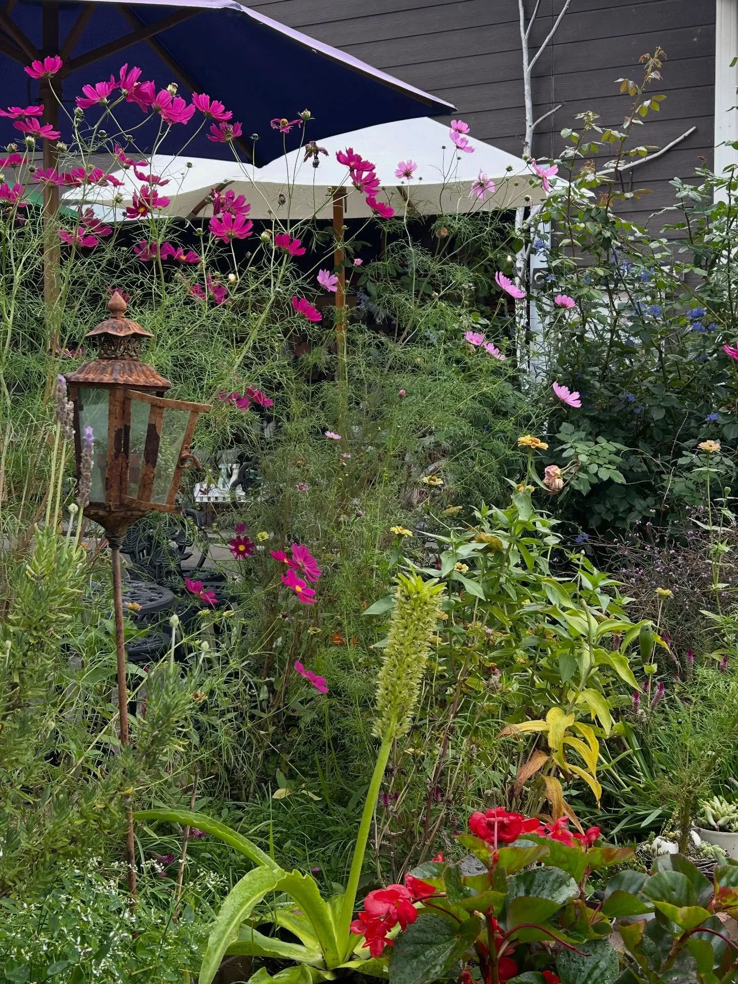 りんごもぎ体験🍎