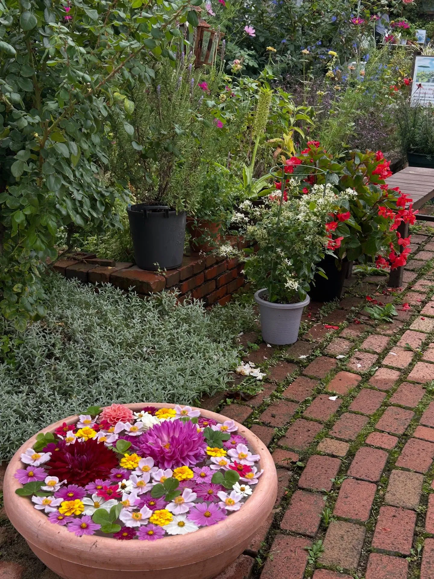 りんごもぎ体験🍎