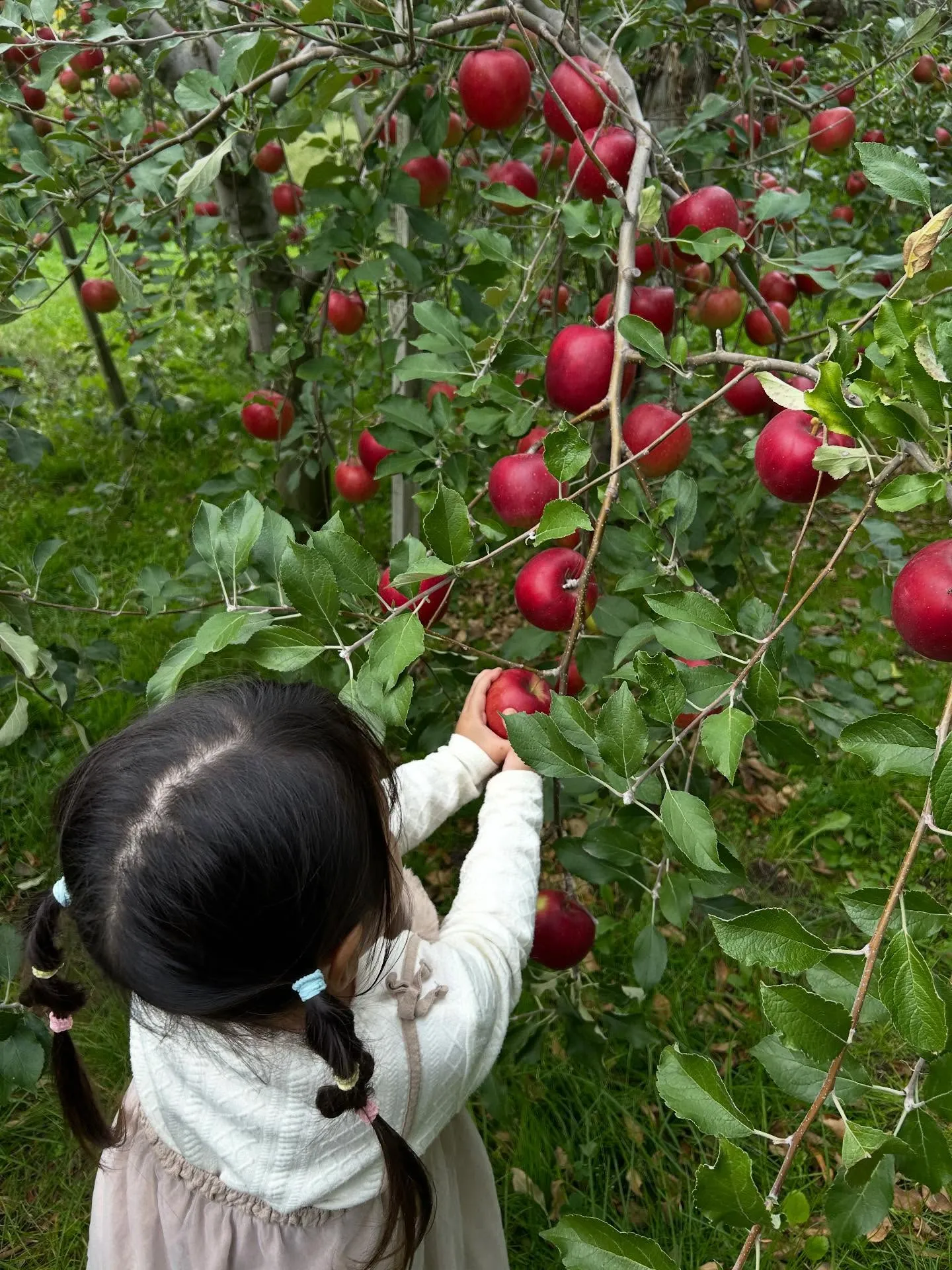 りんごもぎ体験🍎