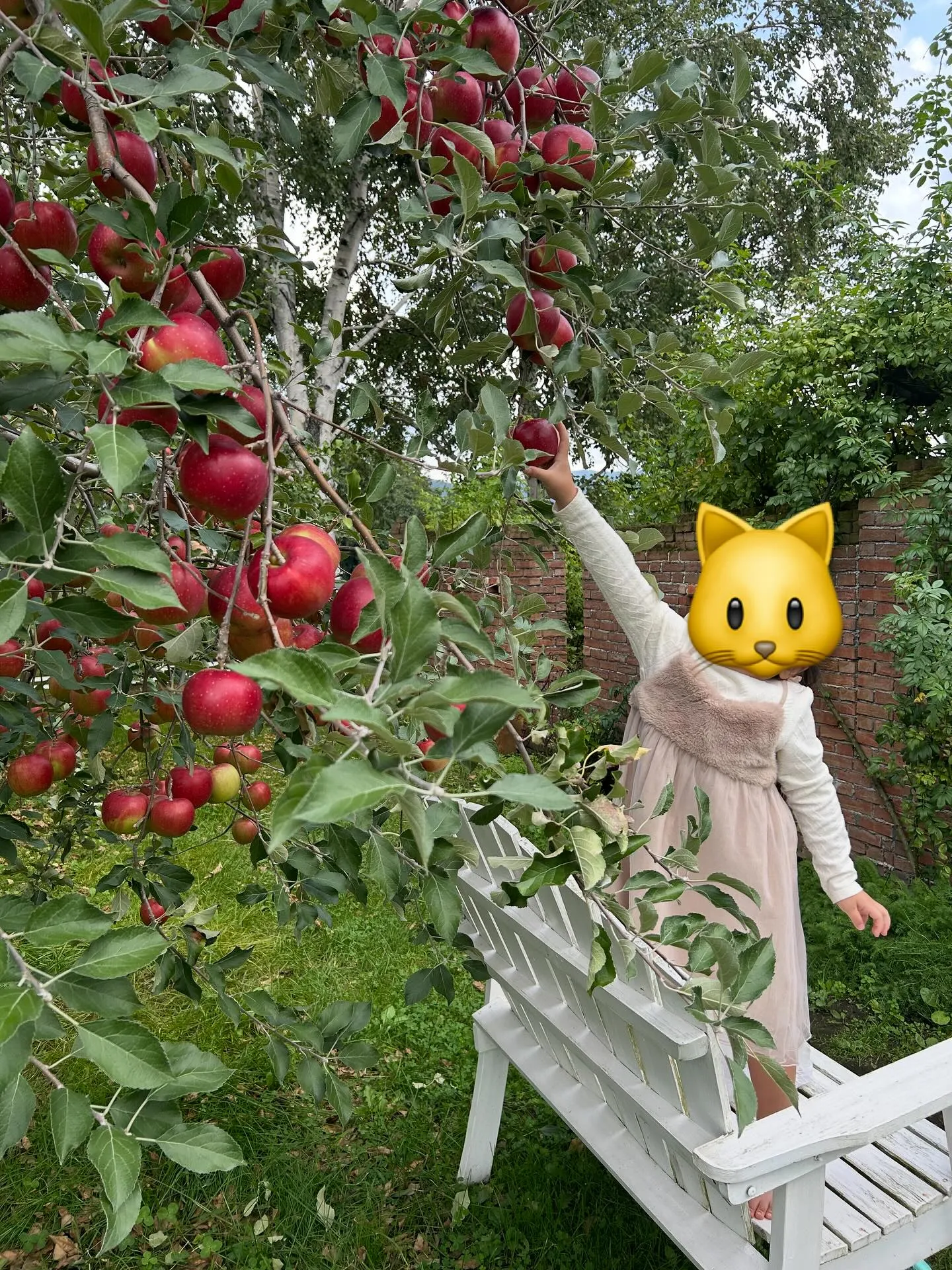 りんごもぎ体験🍎