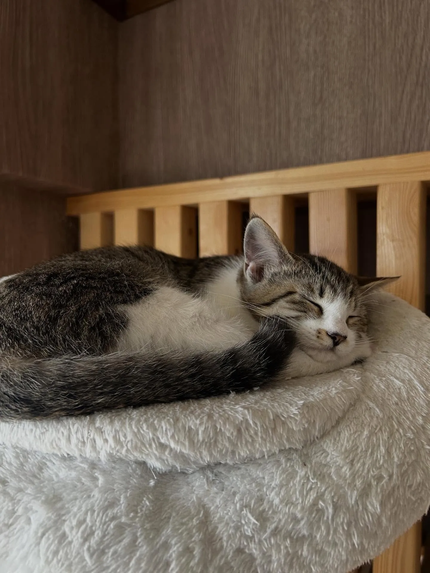 借りぐらしのアリエッティ　盛美園😊