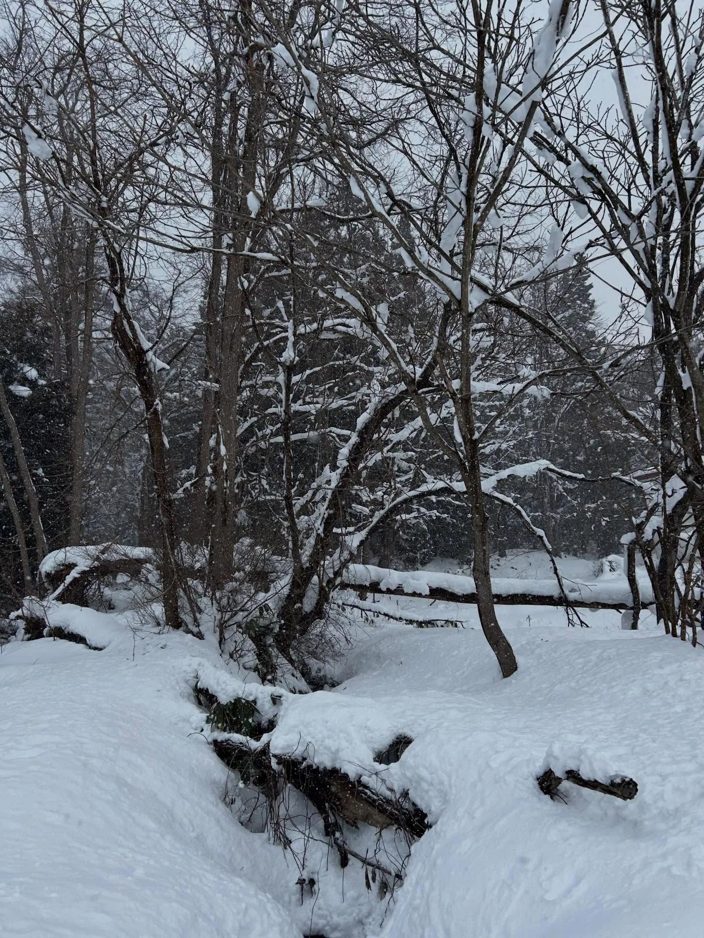 奈良へ🦌